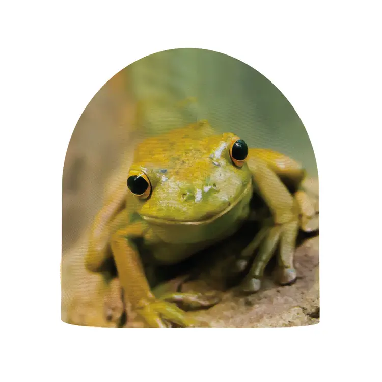 beanie_frog_front_A